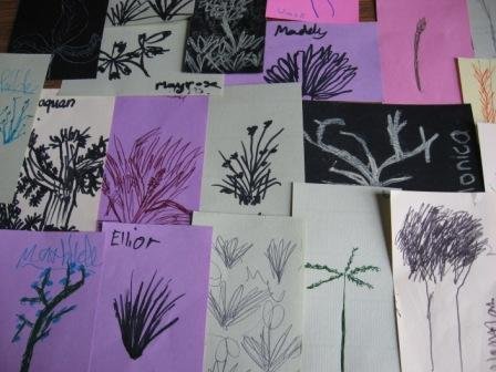 Sketches of plants students observed in the field