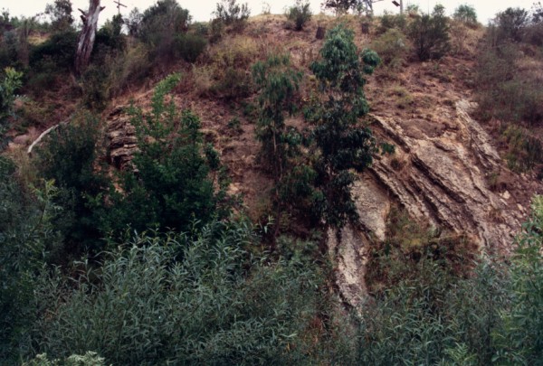 Cliff of Melbourne Formation at Kendall Street Preston, Victoria, Australia