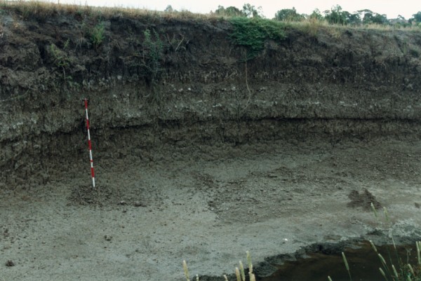 Bedded alluvium at Edgars Creek near Outlook Drive, Coburg, Victoria, Australia