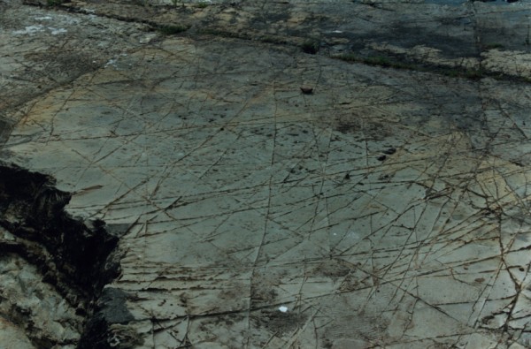 Jointing in Melbourne Formation at Lower Edgars Creek, North Coburg, Victoria, Australia