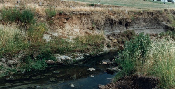 Eroding alluvium at Lower Edgars Creek, North Coburg, Victoria, Australia