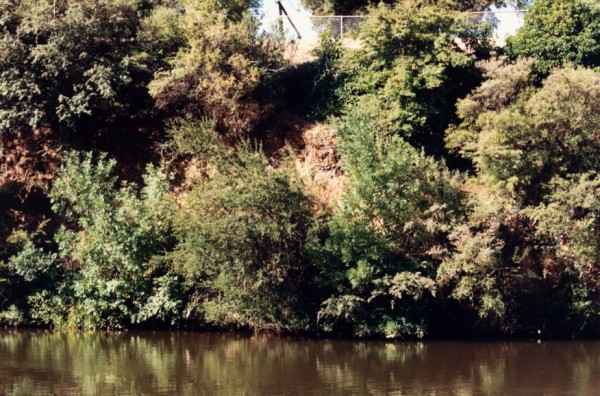 Overgrown bank obscures the unconformity between basalt and Silurian at Lake Reserve, Coburg, Victoria, Australia