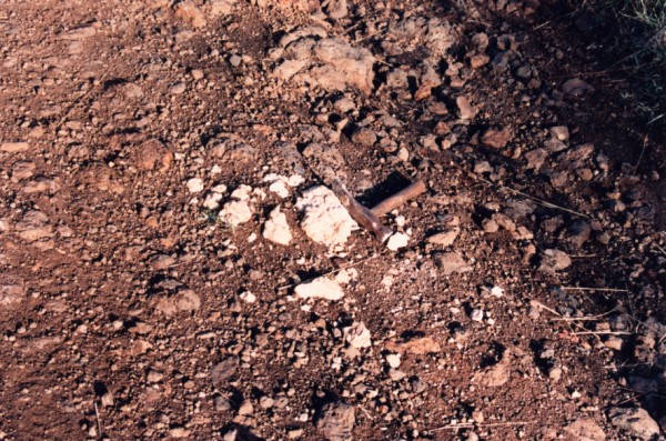 Dolomite nodules exposed at eroded surface at Galada Tamboore, Thomastown, Victoria, Australia