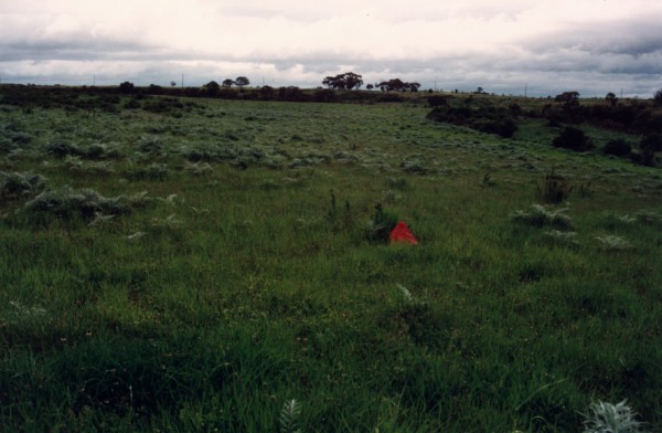 Gilgai near Merri Creek in Craigieburn Grasslands Reserve, Wollert, Victoria, Australia