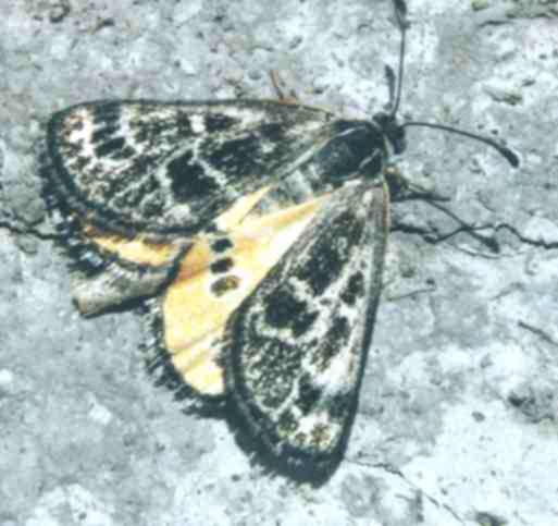 Female Golden Sun Moth showing her colours