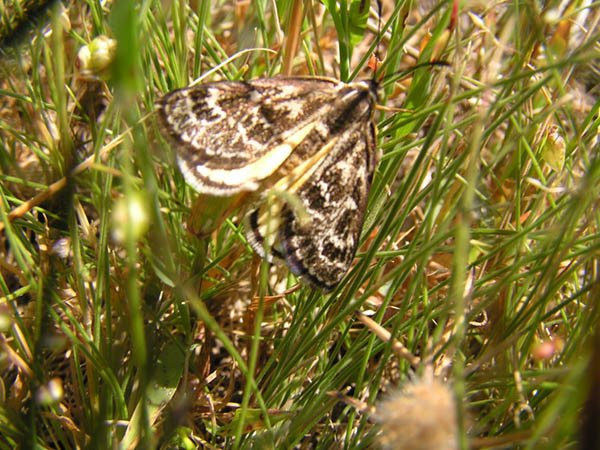 Golden Sun Moth (Photo L Gibson)