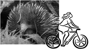 echidna and bike rider