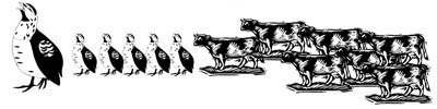 Quail and Cattle