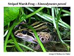 Striped Marsh Frog