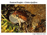 eastern froglet