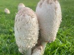 Coprinus comatus SMF 2010 CC BY