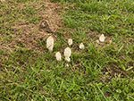 Coprinus comatus SMF 2697CC BY