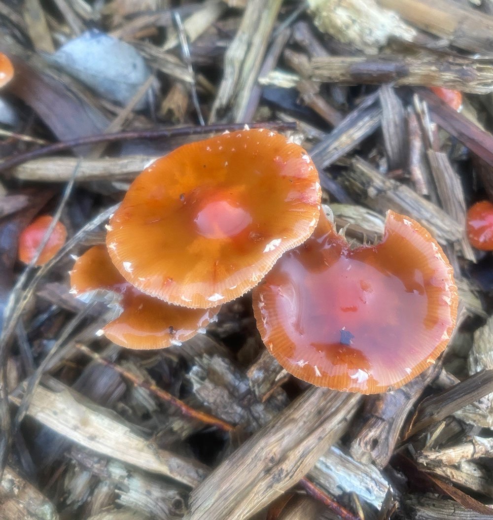 Leratiomyces ceres SMF 2051 CC BY