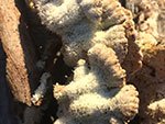 Schizophyllum commune SMF 4747 CC BY