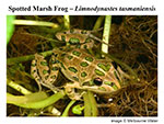 spotted marsh frog