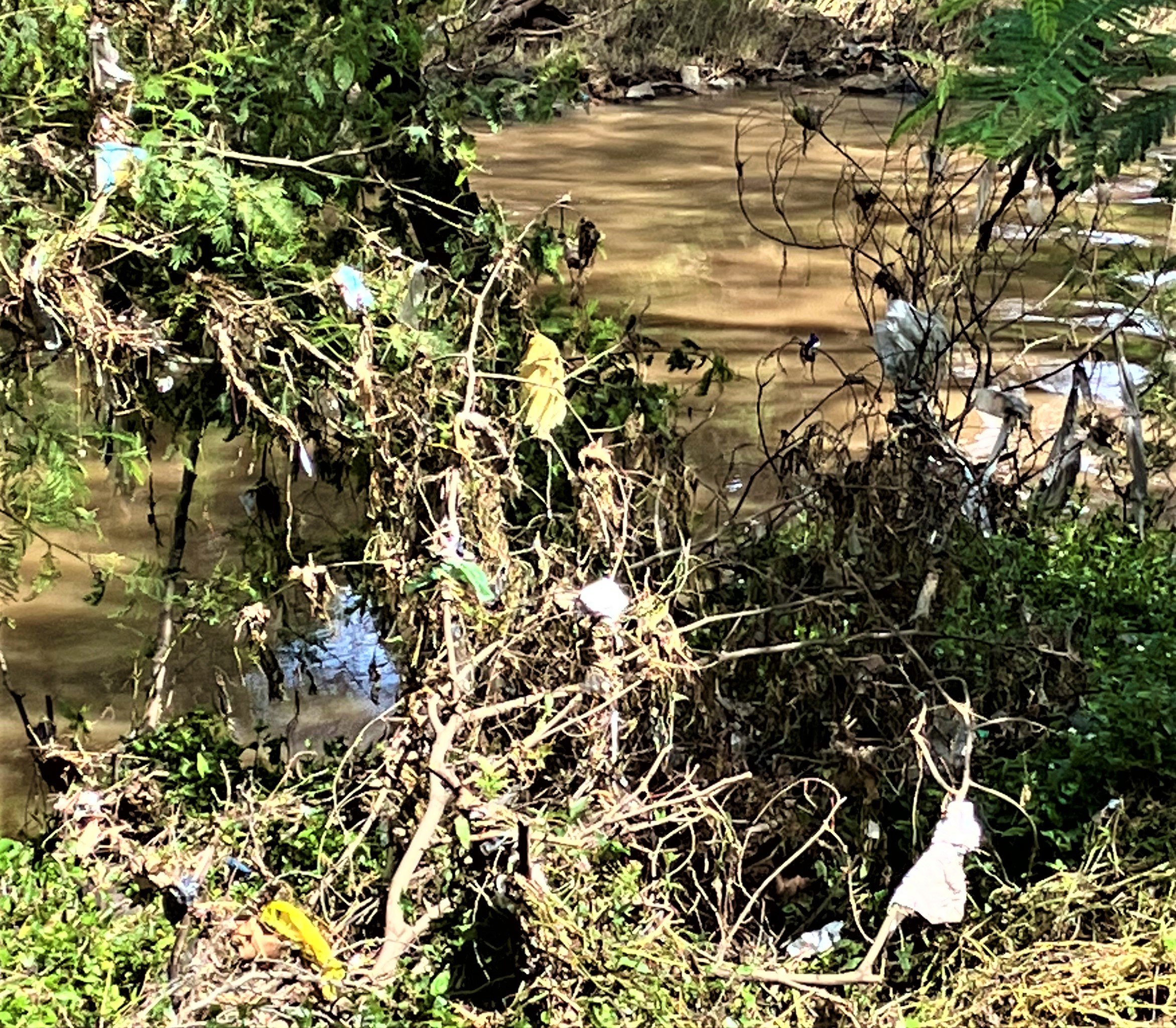 litter in trees after floods