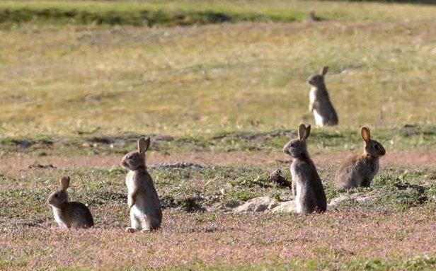 rabbits paddock