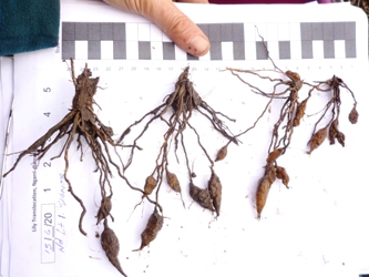 Ngarri Chocolate Lily-June