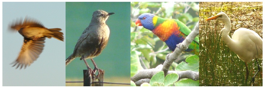 L-R, Rufous Songlark, Brown Songlark, Rainbow Lorikeet, Eastern great Egret Banner for Birdwatching
