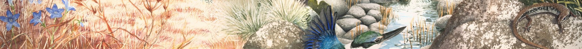 creeklife cover strip BB smaller