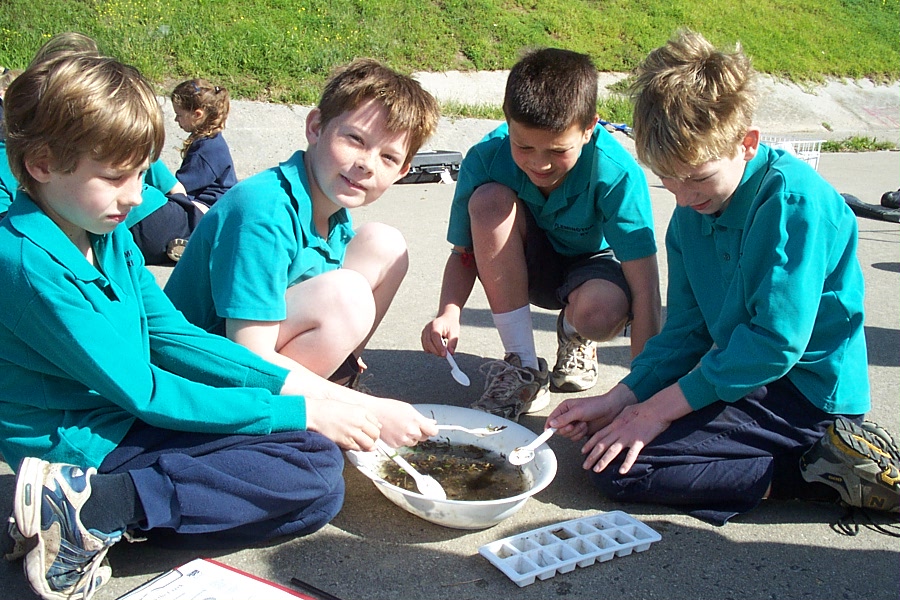 Flemington Primary School Looking at Waterbugs