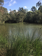 Strettle wetland 11 4 21