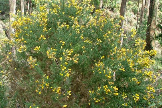 ulex europaeus20