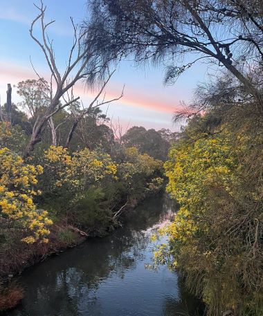 Merri Creek Silver wattles flowering by Jake Duyvestyn MCMC 380px